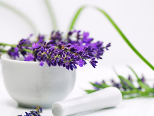 Lavendel